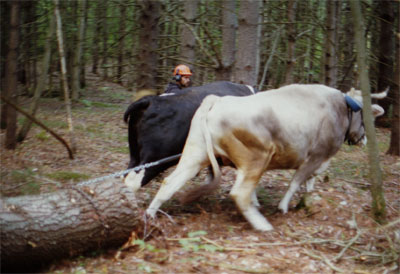 Oxen Working