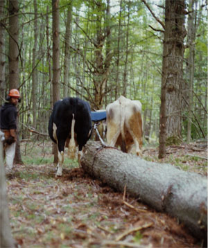 Cattle Logging